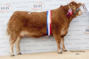 Brockhurst Howzot sold for a sale topping 24,000gns